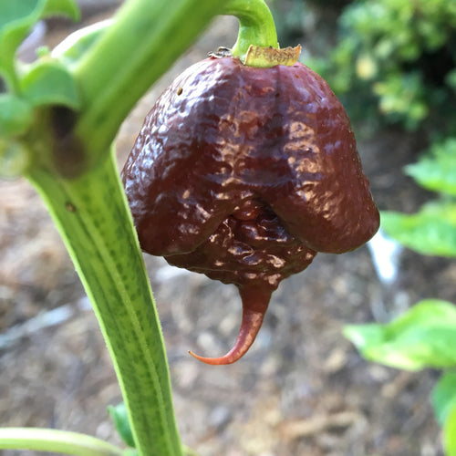 🔥Hot Winter Sale🔥Reaper Chocolate Chilli Seeds🌶️