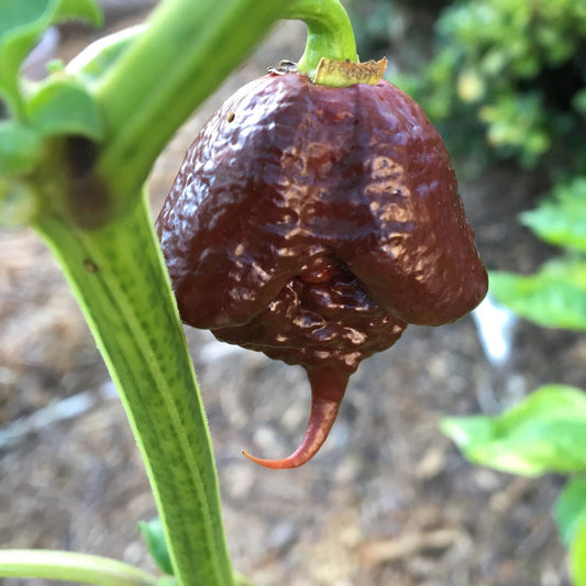 🔥Hot Winter Sale🔥Reaper Chocolate Chilli Seeds🌶️