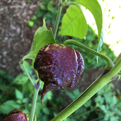 🔥Hot Winter Sale🔥Reaper Chocolate Chilli Seeds🌶️