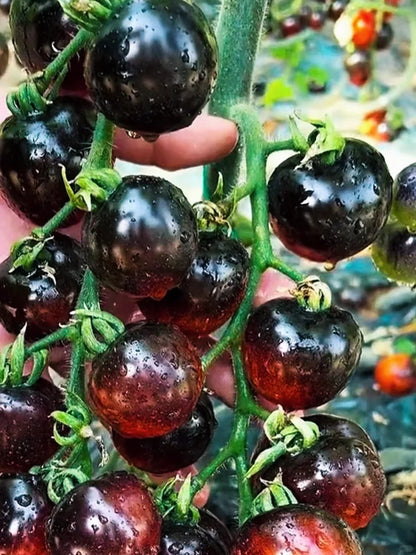 🍬Sugar Bomb-💎Dark Purple Diamond Tomato Seeds🍅