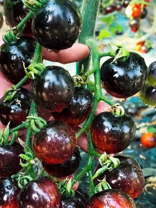 🍬Sugar Bomb-💎Dark Purple Diamond Tomato Seeds🍅