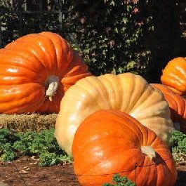 🎆34% off 🥂100 PCS Pumpkin Dills Atlantic Giant Seeds🎃