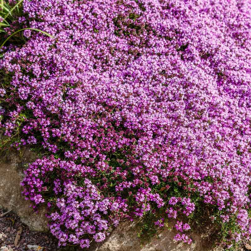 📣Optimal Ground Cover✨Creeping Thyme Seeds