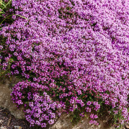 📣Optimal Ground Cover✨Creeping Thyme Seeds