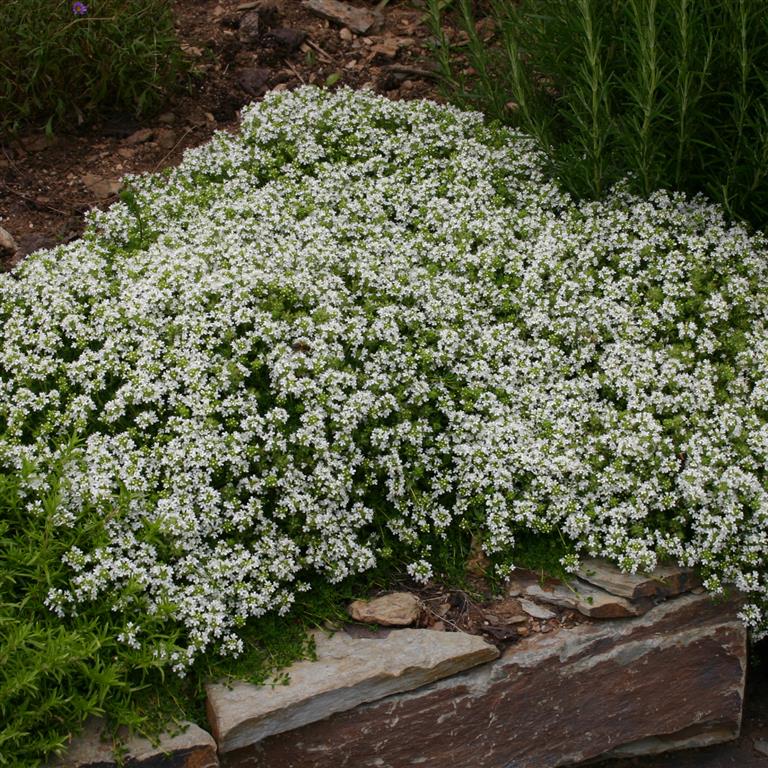 📣Optimal Ground Cover✨Creeping Thyme Seeds