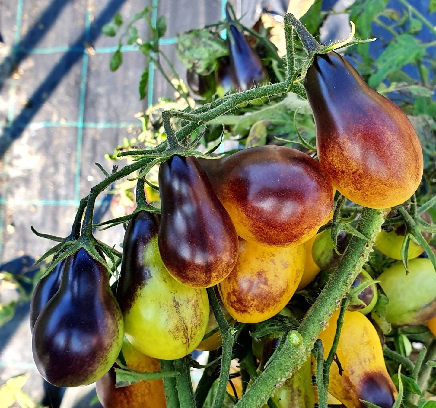 💥Indigo Pear Drops Tomato Seeds🍅