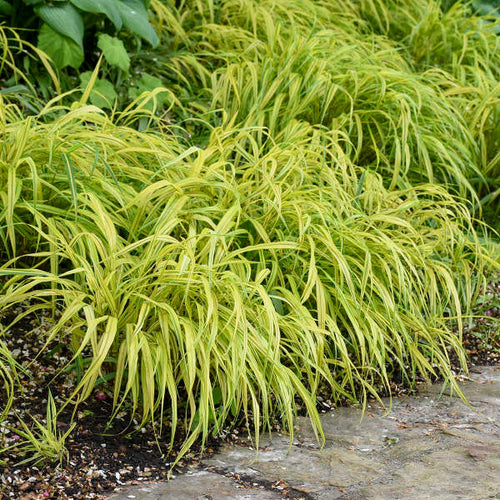 🌿 Aureola Hakonechloa Seeds – Beautiful Golden Japanese Forest Grass