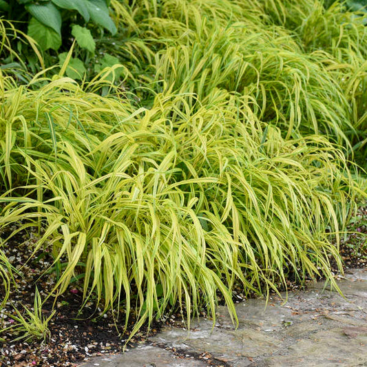 🌿 Aureola Hakonechloa Seeds – Beautiful Golden Japanese Forest Grass