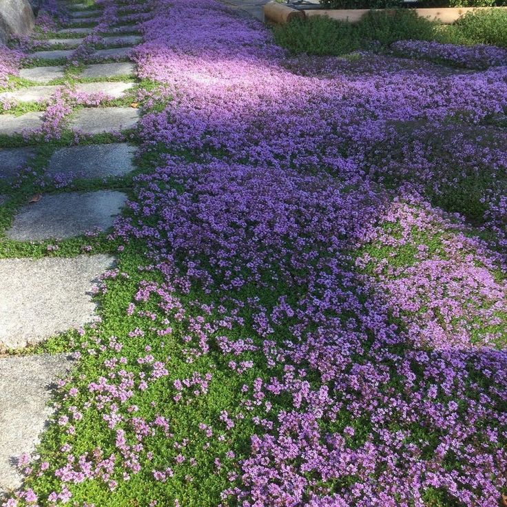 📣Optimal Ground Cover✨Creeping Thyme Seeds