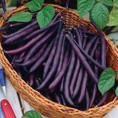 Bean Amethyst