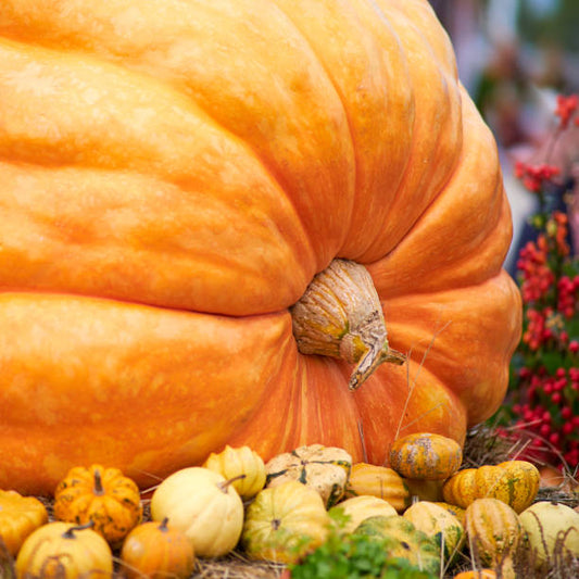 🎆34% off 🥂100 PCS Pumpkin Dills Atlantic Giant Seeds🎃