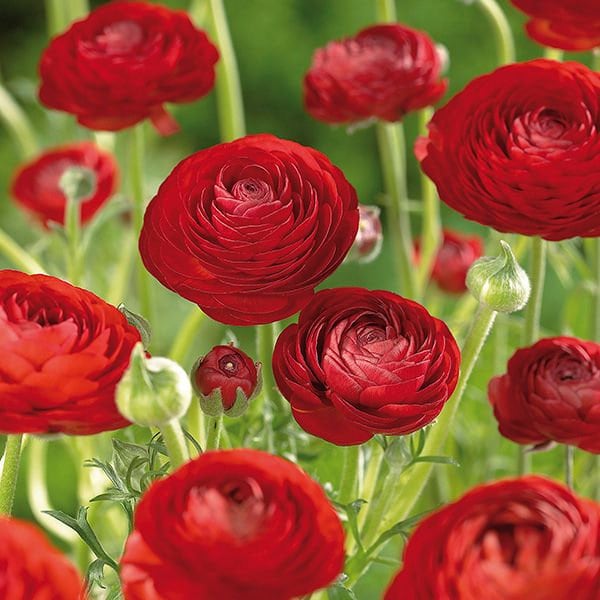 💐 Premium Ranunculus Flower Bulbs – Perfect for Containers or Beds