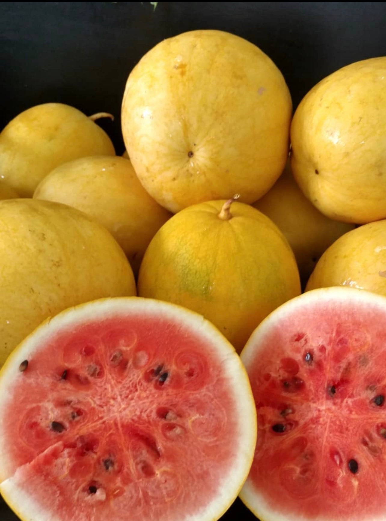 Golden Midget Watermelon Seeds