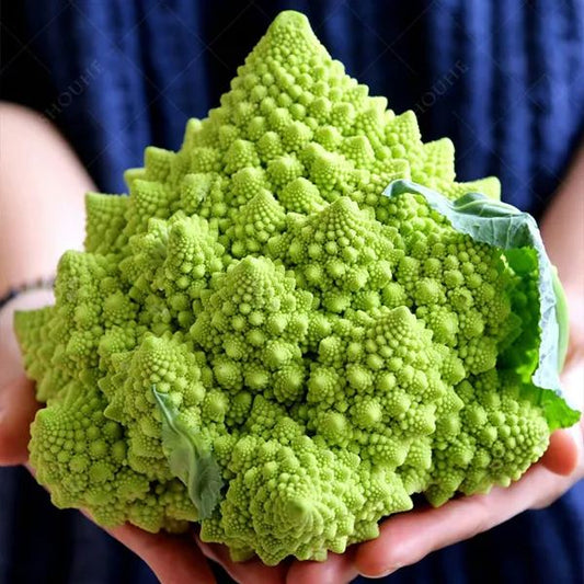 Pagoda Cauliflower Seeds