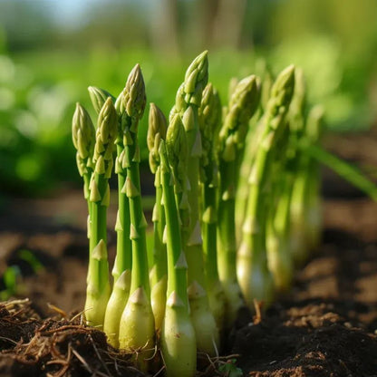 🥂100 PCS  Fruity Asparagus Seeds 😝