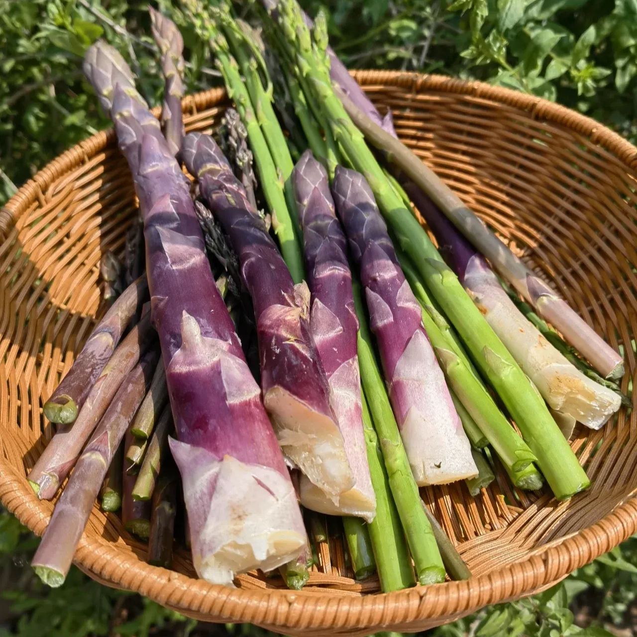 🥂100 PCS  Fruity Asparagus Seeds 😝