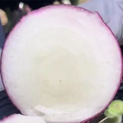 🎆35% off 🥂100 PCS  Purple Skinned Fruit Onion Seeds🧅