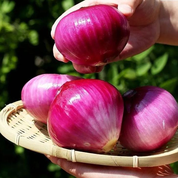 🎆35% off 🥂100 PCS  Purple Skinned Fruit Onion Seeds🧅