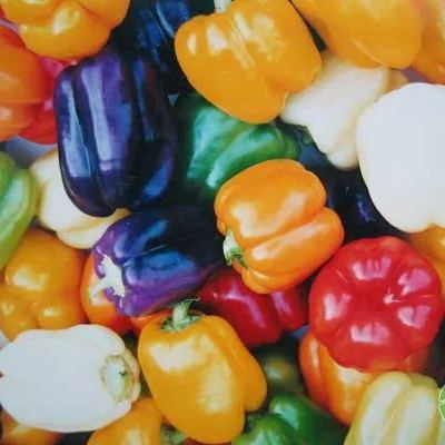 🎆36% off 🥂100 PCS Sweet Rainbow Mix Pepper Seeds🫑