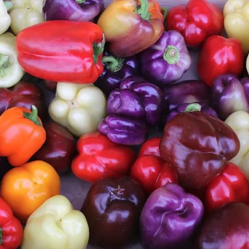 🎆36% off 🥂100 PCS Sweet Rainbow Mix Pepper Seeds🫑