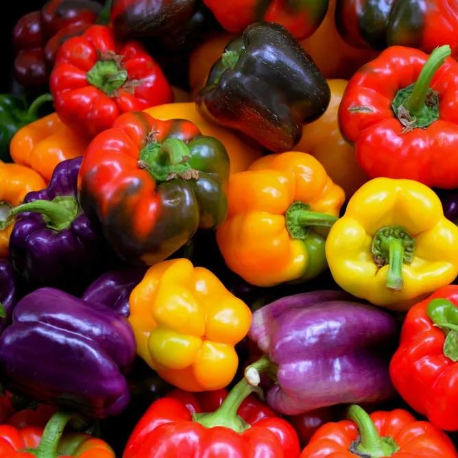 🎆36% off 🥂100 PCS Sweet Rainbow Mix Pepper Seeds🫑