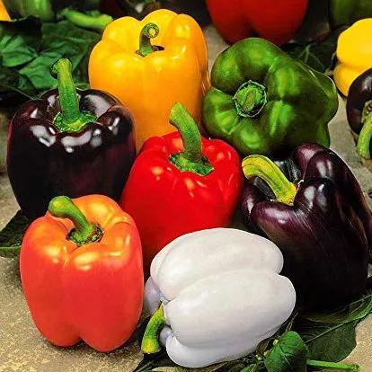 🎆36% off 🥂100 PCS Sweet Rainbow Mix Pepper Seeds🫑