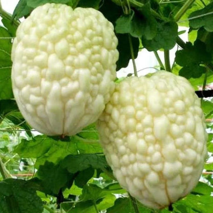 🎆41% off 🥂50 PCS White Jade Bitter Melon Seeds🍠