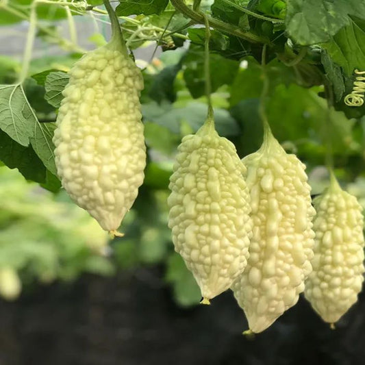 🎆41% off 🥂50 PCS White Jade Bitter Melon Seeds🍠