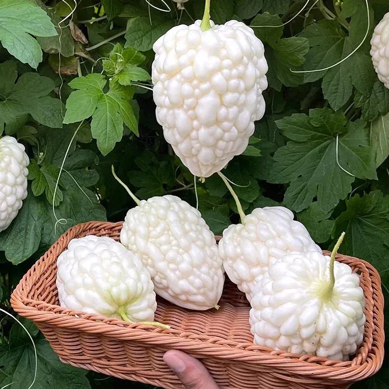 🎆41% off 🥂50 PCS White Jade Bitter Melon Seeds🍠