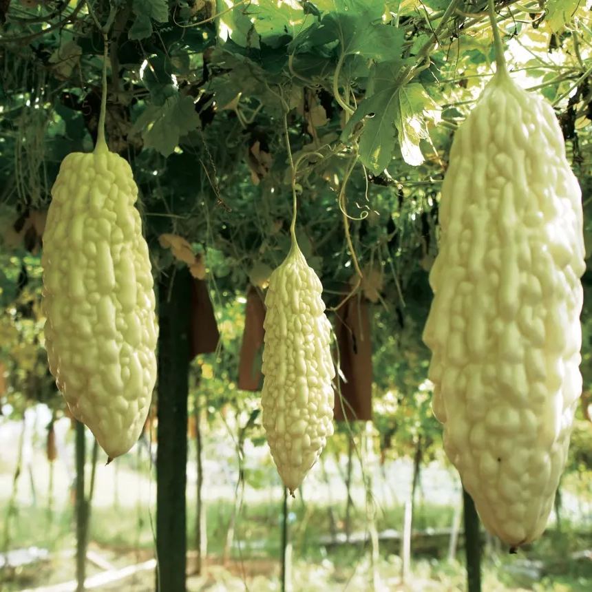 🎆41% off 🥂50 PCS White Jade Bitter Melon Seeds🍠