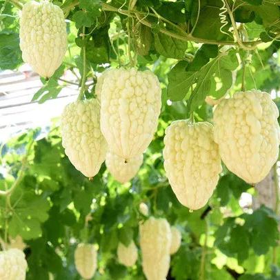 🎆41% off 🥂50 PCS White Jade Bitter Melon Seeds🍠