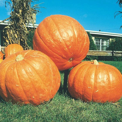 🎆34% off 🥂100 PCS Pumpkin Dills Atlantic Giant Seeds🎃
