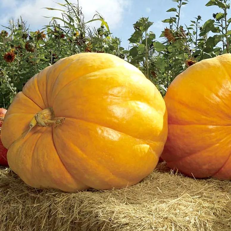 🎆34% off 🥂100 PCS Pumpkin Dills Atlantic Giant Seeds🎃