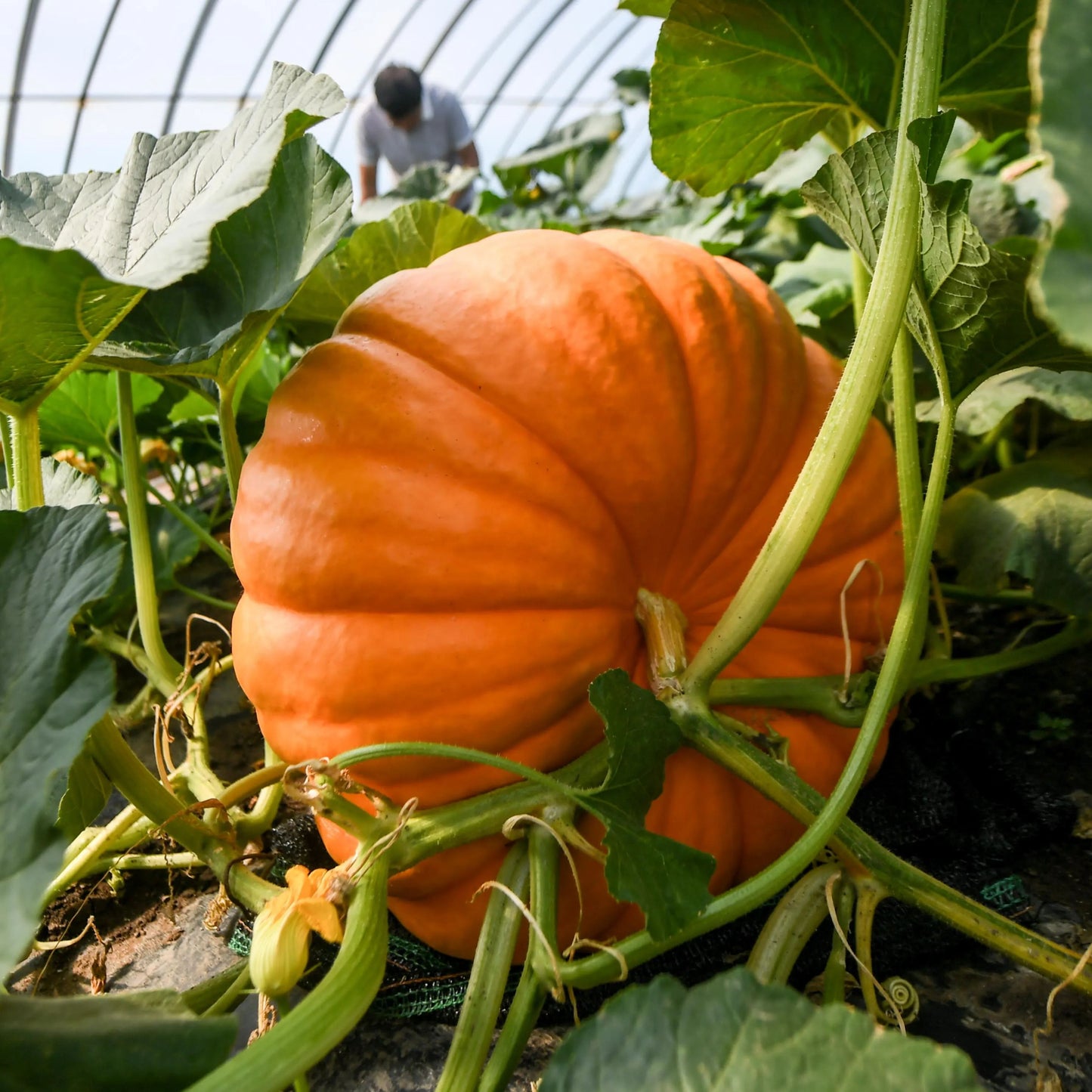 🎆34% off 🥂100 PCS Pumpkin Dills Atlantic Giant Seeds🎃