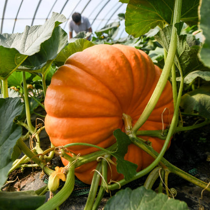 🎆34% off 🥂100 PCS Pumpkin Dills Atlantic Giant Seeds🎃