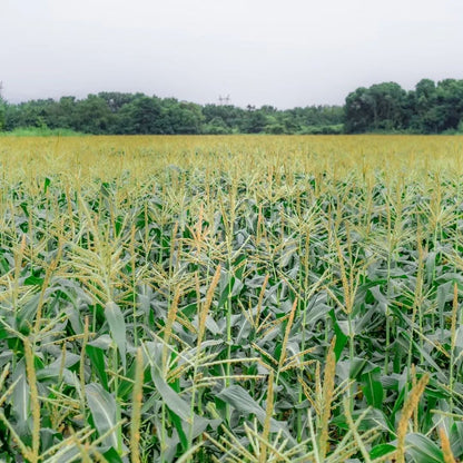🥂100 PCS  Milk Corn Seeds🌽