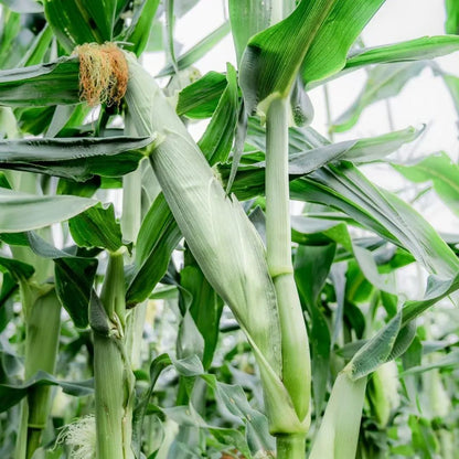 🥂100 PCS  Milk Corn Seeds🌽