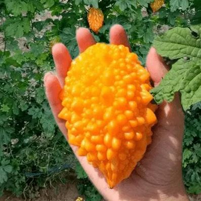 🎉💥Golden melon leprous grape seeds