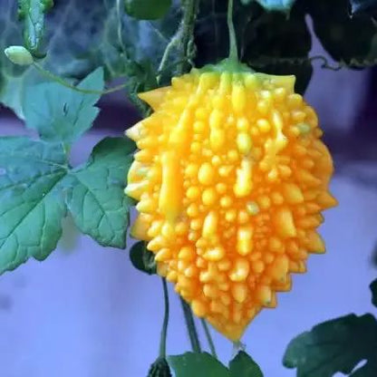 🎉💥Golden melon leprous grape seeds