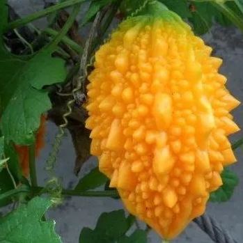 🎉💥Golden melon leprous grape seeds