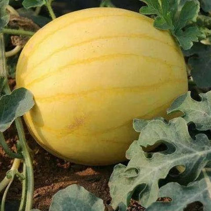 🎊38% OFF☀️Gold In Gold Hybrid Watermelon Seeds🍉