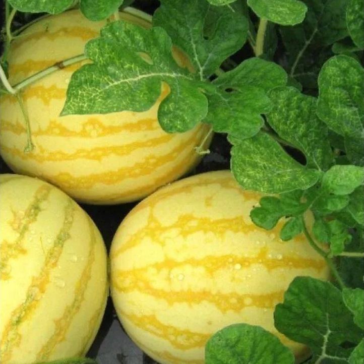 🎊38% OFF☀️Gold In Gold Hybrid Watermelon Seeds🍉
