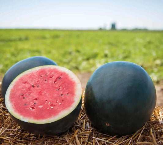Black Diamond Watermelon Seeds