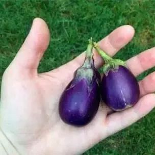 🍆Hot Sale🔥Mini Thumb Eggplant seeds