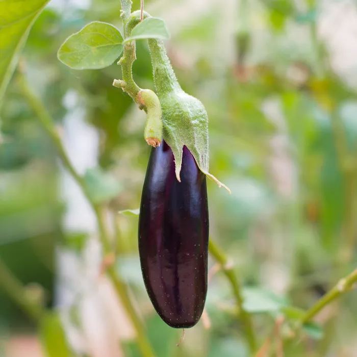 🍆Hot Sale🔥Mini Thumb Eggplant seeds