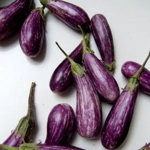 🍆Hot Sale🔥Mini Thumb Eggplant seeds