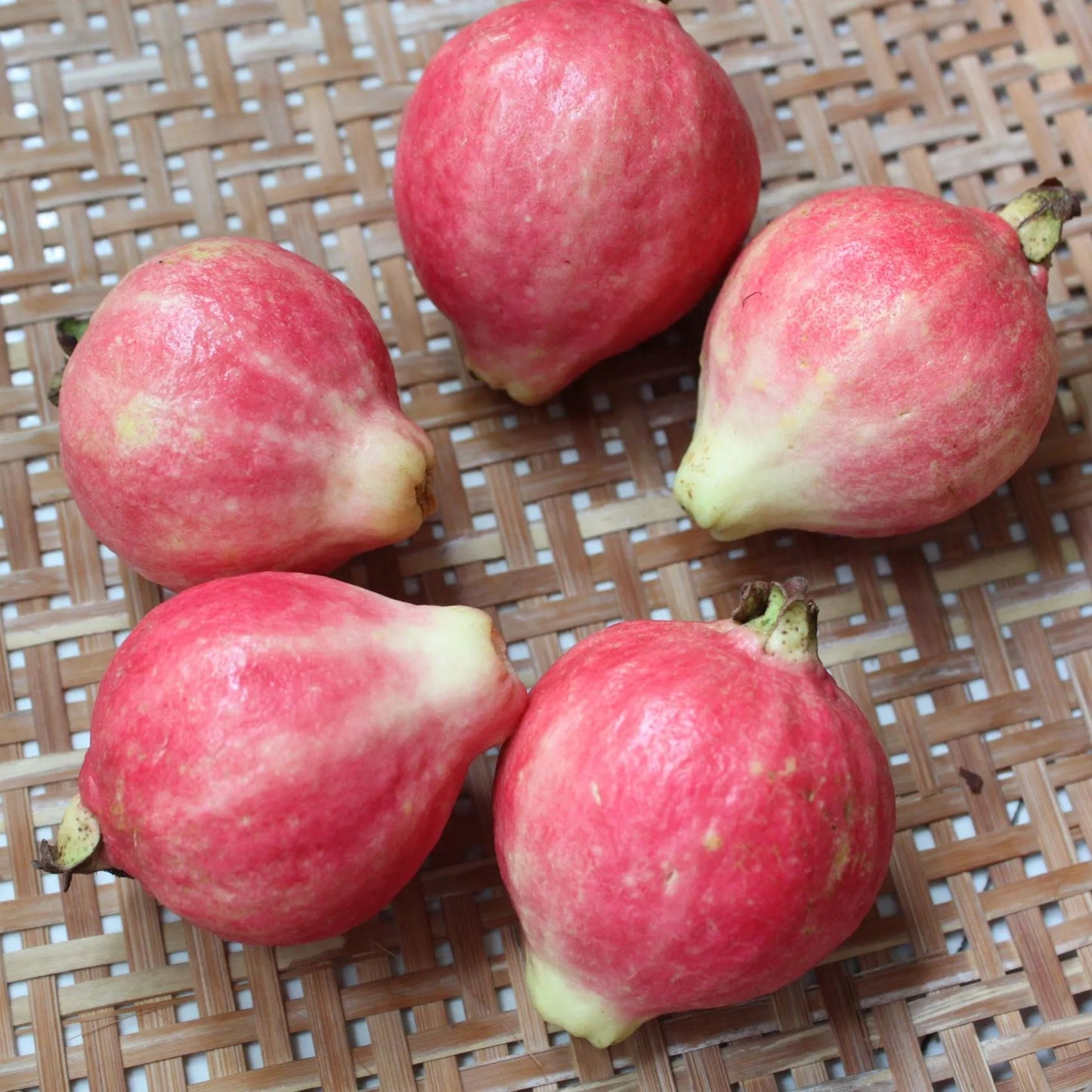 🎆Hot Sale🥂Rouge Guava Seeds--The Beauty Of Winter❄️