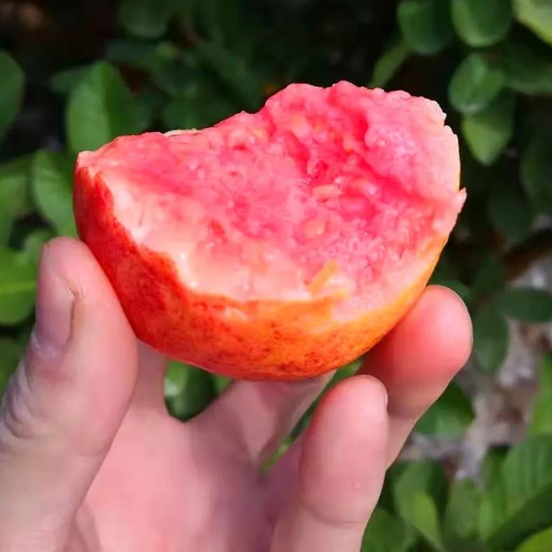 🎆Hot Sale🥂Rouge Guava Seeds--The Beauty Of Winter❄️