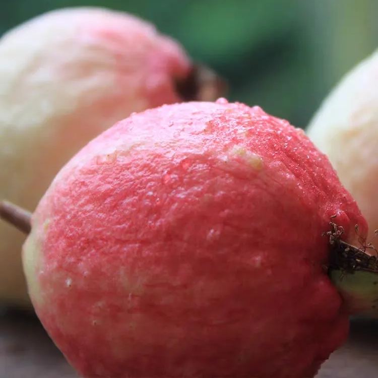🎆Hot Sale🥂Rouge Guava Seeds--The Beauty Of Winter❄️