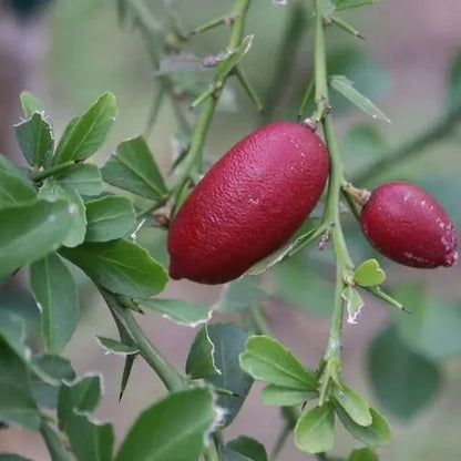 🎉 The Noble Among Lemons👑-Finger Lemon Seeds🍋